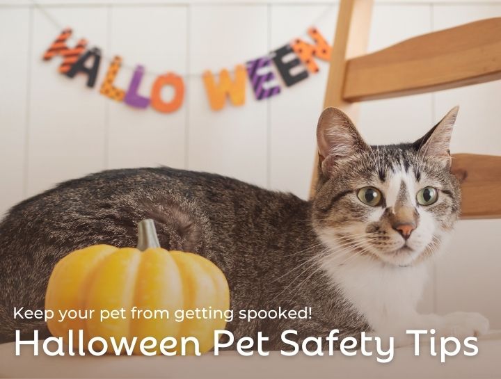 5 Halloween Pet Safety Tips